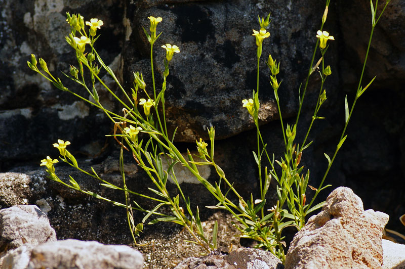 Linum trigynum